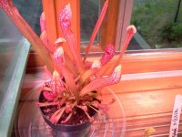 IMG_20120428_172116.jpg