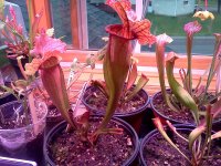 IMG_20120428_172029.jpg