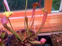 IMG_20120428_171600.jpg