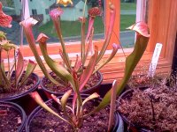 IMG_20120428_171550.jpg