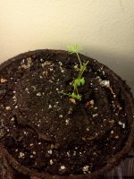IMG_20120428_171221.jpg