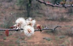acacia-mellifera-flower-.jpg