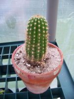 trich+-+Copy.jpg