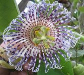 Passiflora+actinea.jpg