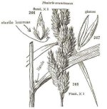 p+arundinacea+botanical+drawing.jpg