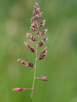 300px-Phalaris_arundinacea.png