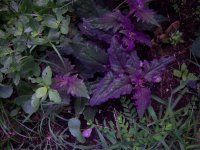 100_6649.JPG
