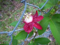 100_6651.JPG