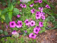 100_6677.JPG