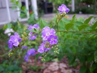 100_6679.JPG