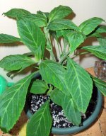 01_salvia1.jpg