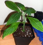 02_salvia2.jpg