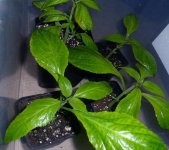 03_salvia3.jpg