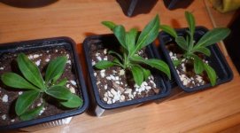 04_silene1.jpg