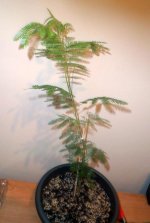 06_mimosa1.jpg