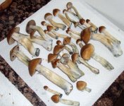08_shrooms.jpg