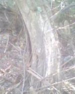 damaged+tree+772.JPG