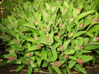 DSCN1590.JPG