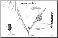 Acacia+armillata.jpg