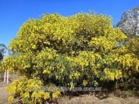 acacia-vestita-.jpg