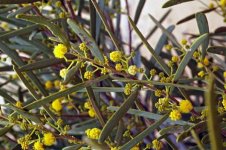 acacia+ligulata_.jpg