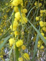 acacia_saligna.jpg