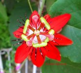 red-passionflower-passiflora-miniata-.jpg