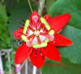 red-passionflower-passiflora-miniata-.jpg