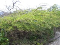Acacia+tortuosa+2.jpg