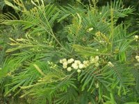 -Acacia-mearnsii-maui.jpg