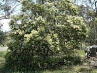a+mearnsii+(black+wattle)+australia.jpg