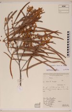 Acacia+nerifolia+herbarium+type+specimen.jpg
