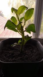 IMAG0155.jpg