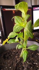 IMAG0157.jpg