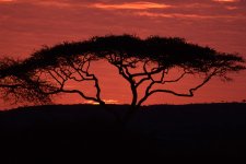 Umbrella-Acacia-Acacia-tortilis-Serengeti.jpg