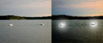 swan1.jpg