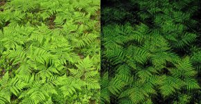 bushes1.JPG