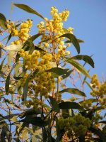acacia-pycnantha-1.JPG