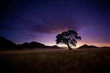Acacia+tree+with+twilight+stars.jpg
