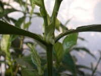 Pyschotria+viridis+stipules.jpg
