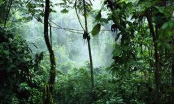 peru-rain-forest.jpg