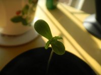 DSCN2526.JPG