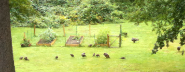Backyard_Garden_Turkey_Farm.png