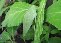 katydid.jpg