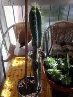 cacti+01.jpg