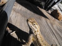 Lizard-Close+Up.jpg