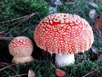 amanita_muscariafs-03.jpg