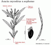 oxycedrus+X+sophorae.GIF