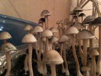 IMG_0382.jpg