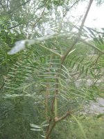 IMG_3740.JPG